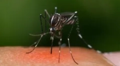 Чому комарі не вкушуть?