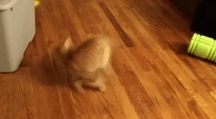 Чому кішка біжить за хвостами?