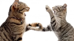 Чому кішка кидається на кішку?
