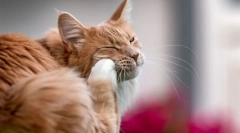 Чому кішка подряпина вухо і трясе голову?