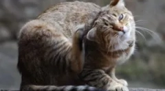 Чому кіт малюється, якщо немає блохи?