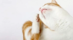 Чому кішка боєць?