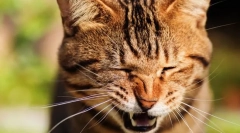 Чому кіт-хаєт?