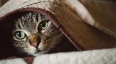 Чому кіт тремтять?