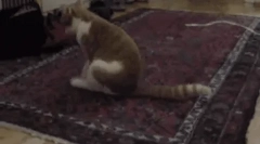 Чому кіт їде