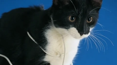 Чому кіт гризуються дроти