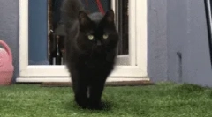 Чому кіт гуляє за мене?