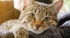 Чому кішка втрачає вагу?