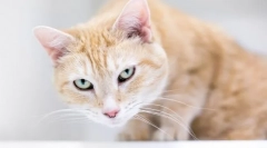 Чому кіт кашлі і прокрутки?