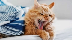 Чому кота кашлю?