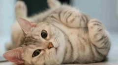 Чому кіт їде на підлозі?