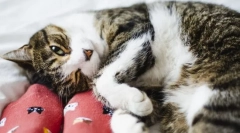 Чому кішка кусає за ноги