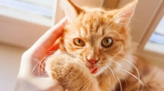 Чому кішки біти?