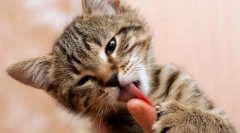 Чому кіт облизує руки?
