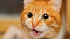 Чому кішка лежать і піднімає дупу?