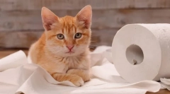 Чому кішка мети, коли йде в туалет?