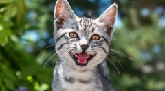 Чому кішка meowukiet?