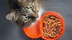 Чому кіт не їсть?