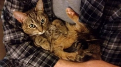 Чому кішка не любить, коли вони тримають на руках?