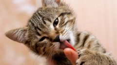 Чому кішка облизує власника?