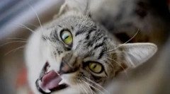 Чому кіт кричить вночі?