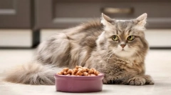 Чому кіт відмовляється від їжі?