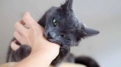 Чому кішка постійно кусає, і як від неї відлучати