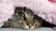 Чому кішка ховається під ковдрою?