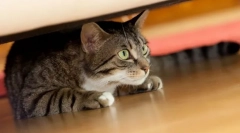 Чому кішка ховається в темних місцях?