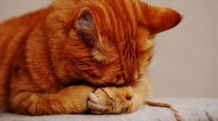 Чому кішка пузир?