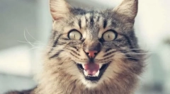 Чому кішки стрижні?