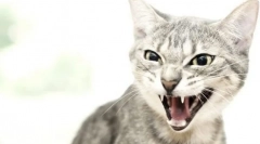 Чому кішка потрапляє в людину?