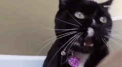 Чому кішка потрапляє на його кошеня?