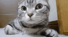 Чому кішка покрила ніс?