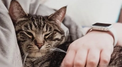 Чому кішка спить на людину?