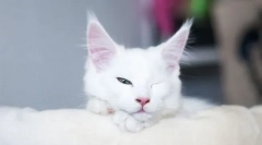 Чому кішка спить відкритими очима?