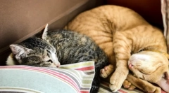 Чому кішка спить на голову людини