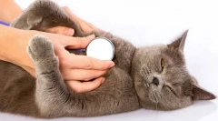 Чому кішка дихає?