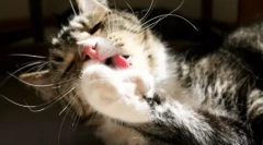 Чому кішка занурюється