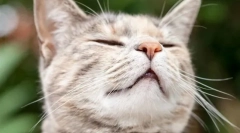 Чому кішки люблять запах chlorks?