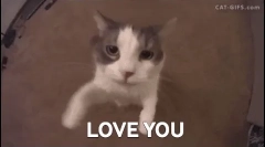 Чому кішки самостійно, як люди, а інші - ні?