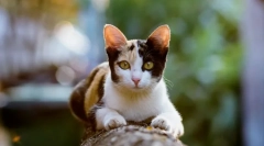 Чому кішки біжать після туалету?