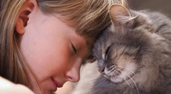 Чому кішки турбують?