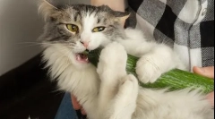 Чому кішки бояться огірка?