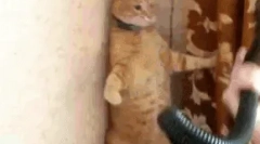 Чому кішки бояться пилососу?