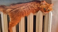 Чому кішки бояться води