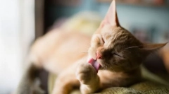 Чому кішки часто миють?