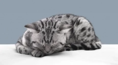 Чому кішки відчувають повернення власників