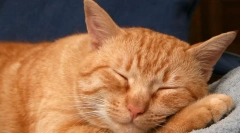 Чому кішки смикають у сні?