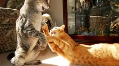 Чому кішки борються між собою, як примирити їх